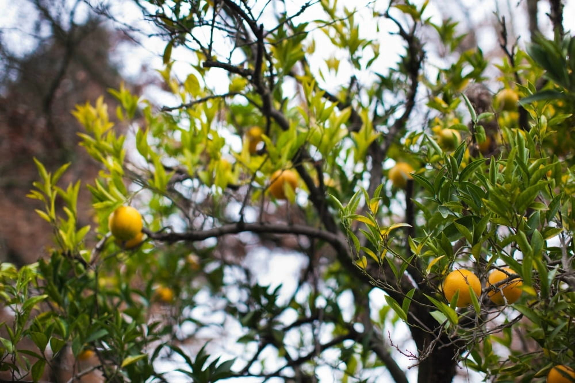 Low angle view of an orange tree Healdsburg Russian River Valley Sonoma County California USA Canvas Art - Panoramic Images (27 x 9)