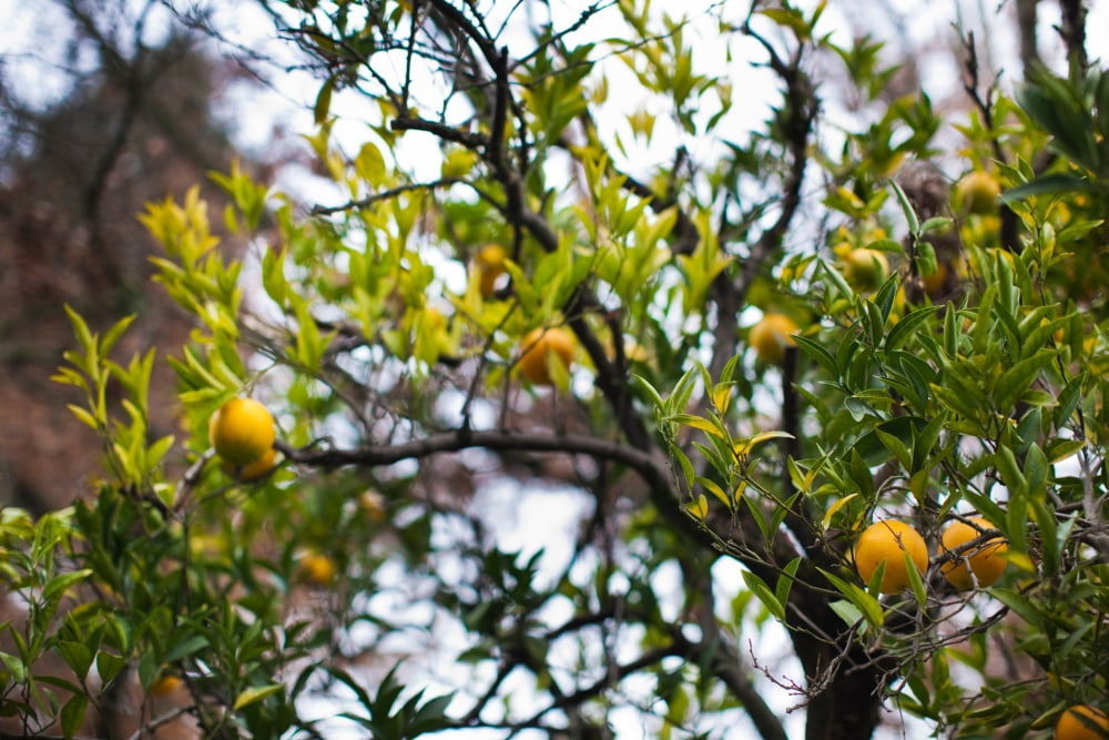 Low angle view of an orange tree Healdsburg Russian River Valley Sonoma County California USA Canvas Art - Panoramic Images (36 x 12)
