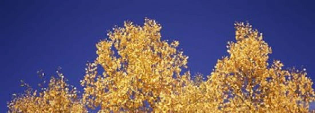 Low angle view of aspen trees in autumn Colorado USA Canvas Art - Panoramic Images (18 x 7)