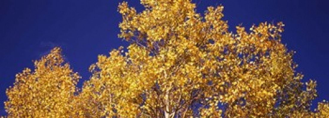 Low angle view of aspen trees in autumn Colorado USA Canvas Art - Panoramic Images (18 x 7)