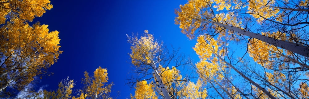 Low angle view of aspen trees in autumn Colorado USA Canvas Art - Panoramic Images (27 x 9)