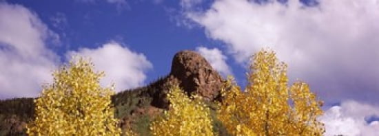 Low angle view of aspen trees in autumn Colorado USA Canvas Art - Panoramic Images (36 x 13)