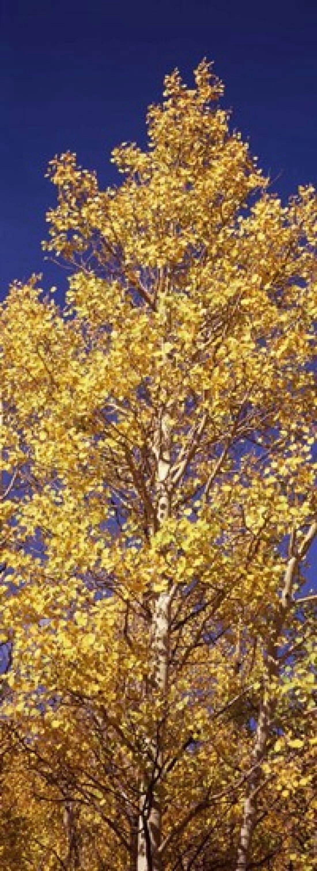 Low angle view of aspen trees in autumn Colorado USA Canvas Art - Panoramic Images (36 x 13)