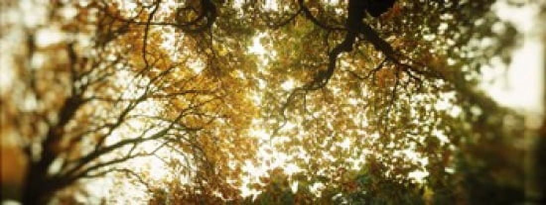Low angle view of autumn trees Volunteer Park Capitol Hill Seattle King County Washington State USA Canvas Art - Panoramic Images (15 x 6)