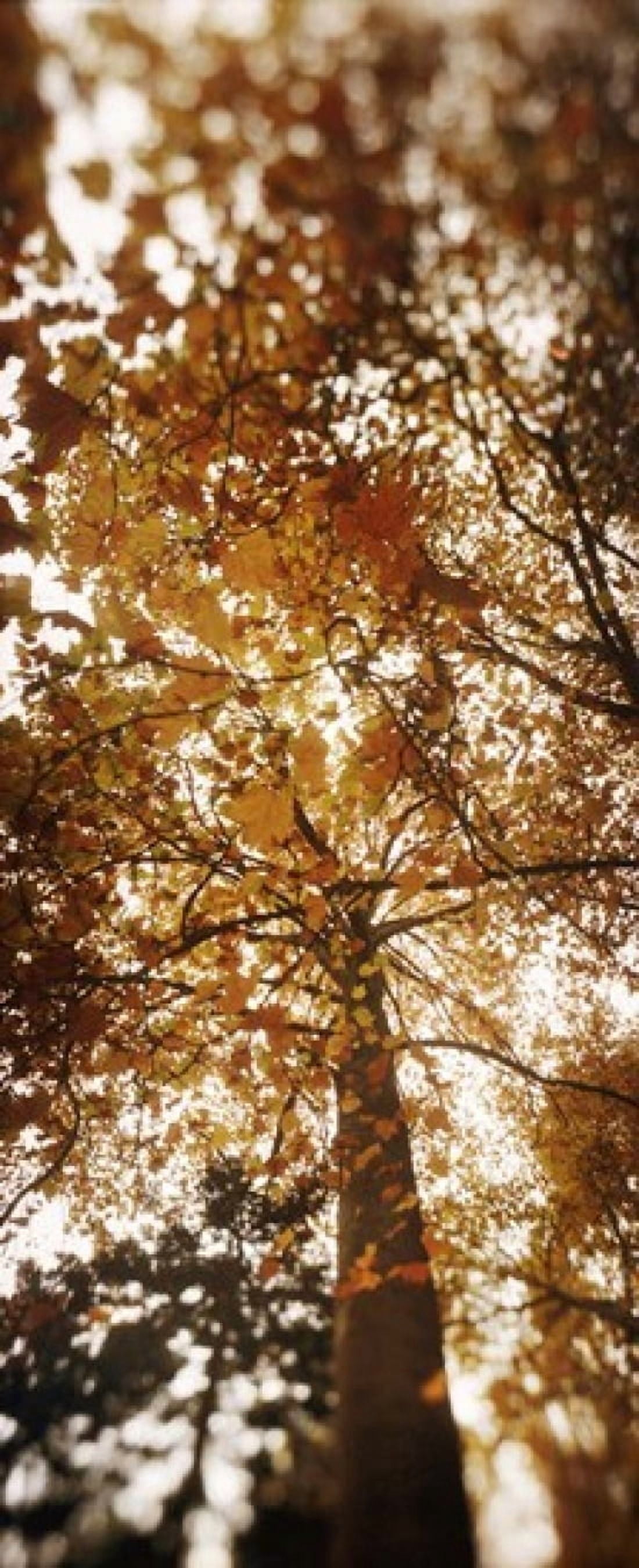Low angle view of autumn trees Volunteer Park Capitol Hill Seattle King County Washington State USA Canvas Art - Panoramic Images (30 x 12)