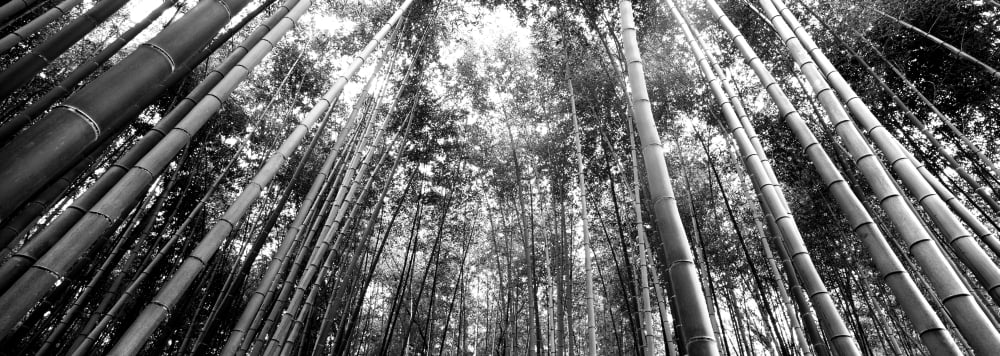 Low angle view of bamboo trees Arashiyama Kyoto Prefecture Kinki Region Honshu Japan Canvas Art - Panoramic Images (13 x 36)
