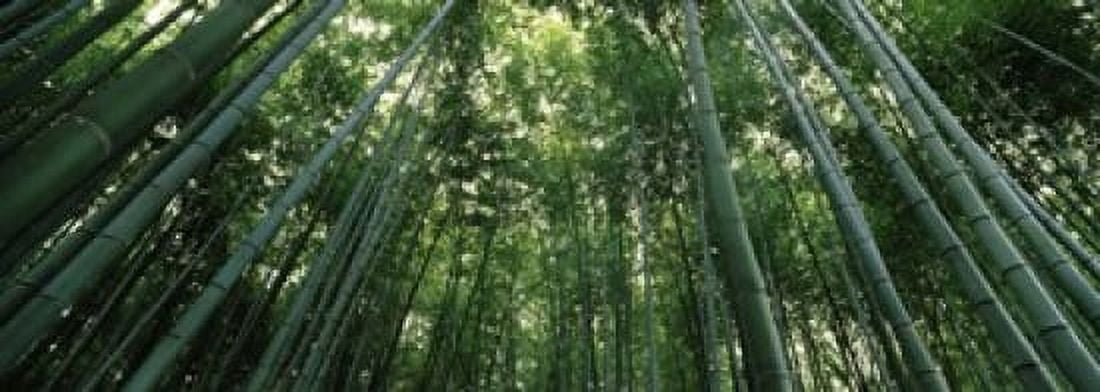 Low angle view of bamboo trees Arashiyama Kyoto Prefecture Kinki Region Honshu Japan Canvas Art - Panoramic Images (18 x 7)