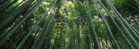 Low angle view of bamboo trees Arashiyama Kyoto Prefecture Kinki Region Honshu Japan Canvas Art - Panoramic Images (36 x 13)