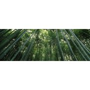 Low angle view of bamboo trees, Arashiyama, Kyoto Prefecture, Kinki Region, Honshu, Japan Poster Print 18 x 7