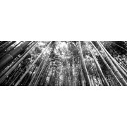 Low angle view of bamboo trees, Arashiyama, Kyoto Prefecture, Kinki Region, Honshu, Japan Poster Print 7 x 18