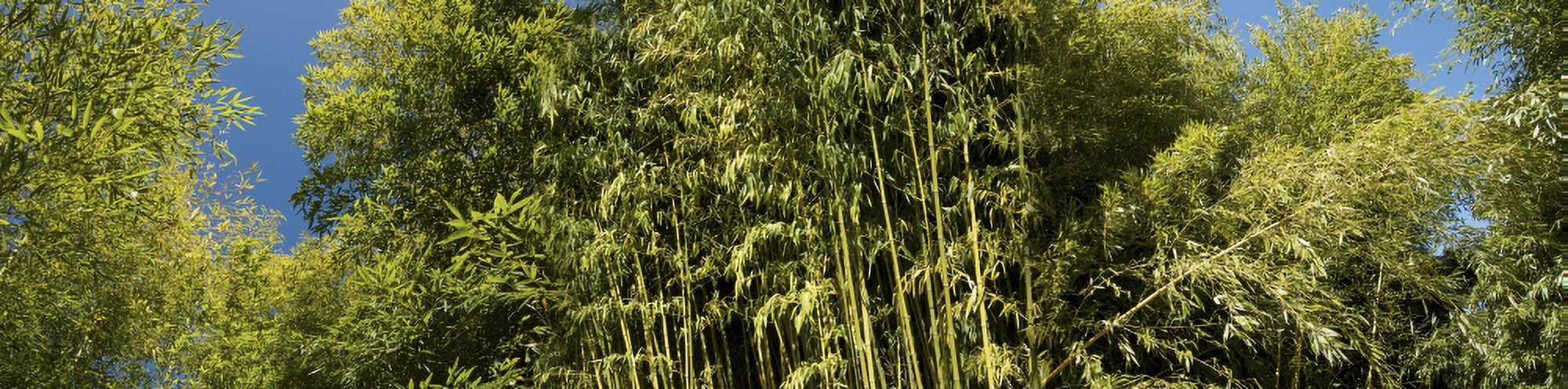 Low angle view of bamboo trees Canvas Art - Panoramic Images (27 x 9)