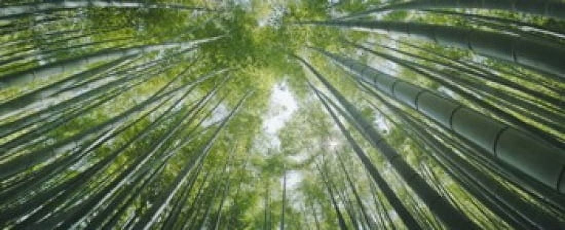 Low angle view of bamboo trees Hokokuji Temple Kamakura Kanagawa Prefecture Kanto Region Honshu Japan Canvas Art - Panoramic Images (15 x 6)