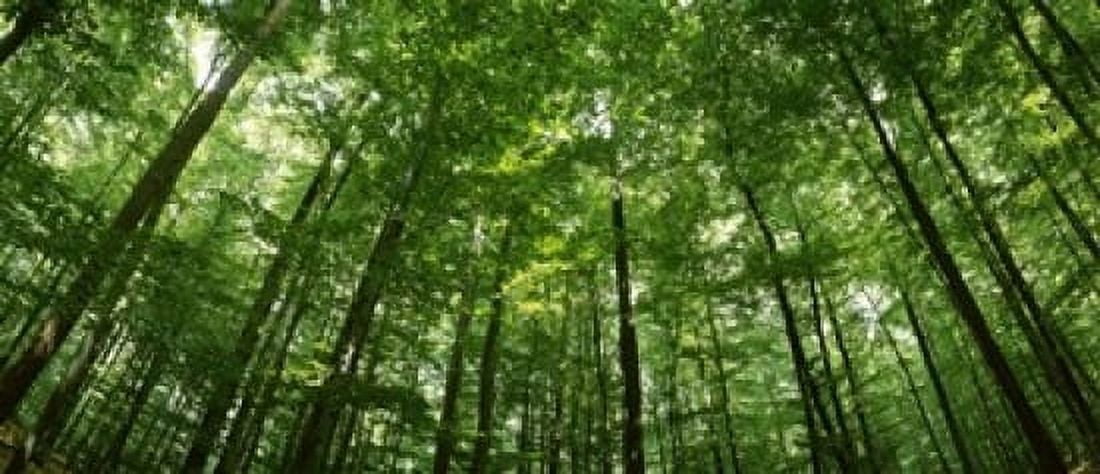 Low angle view of beech trees Baden-Wurttemberg Germany Canvas Art - Panoramic Images (15 x 6)