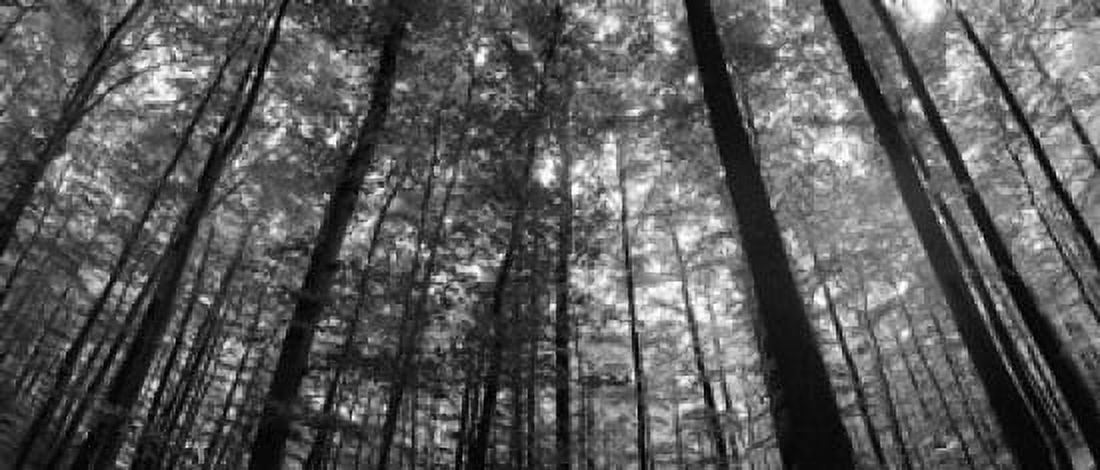 Low angle view of beech trees Baden-Wurttemberg Germany Canvas Art - Panoramic Images (15 x 6)
