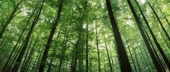 Low angle view of beech trees Baden-Wurttemberg Germany Canvas Art - Panoramic Images (30 x 13)