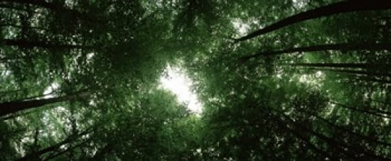 Low angle view of beech trees Baden-Wurttemberg Germany Canvas Art - Panoramic Images (30 x 13)