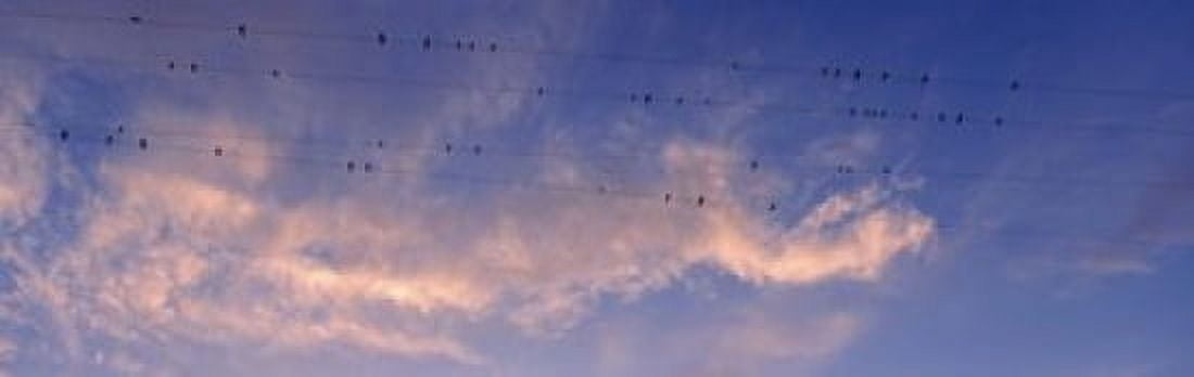 Low angle view of birds perching on wires Anza Borrego Desert State Park California USA Canvas Art - Panoramic Images (18 x 6)