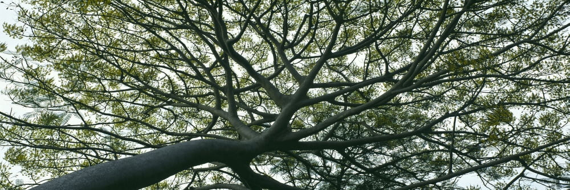 Low angle view of branches of a tree Hawaii USA Canvas Art - Panoramic Images (36 x 12)