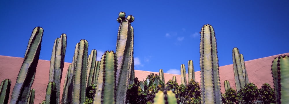 Low angle view of cactus Fuerteventura Canary islands Spain Canvas Art - Panoramic Images (36 x 12)