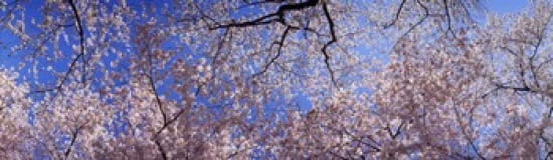 Low angle view of cherry blossom trees Washington State USA Canvas Art - Panoramic Images (15 x 5)