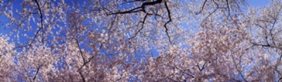 Low angle view of cherry blossom trees Washington State USA Canvas Art - Panoramic Images (38 x 12)