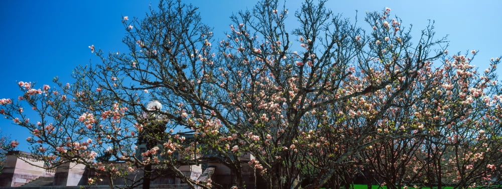 Low angle view of cherry trees Frankfort Kentucky USA Canvas Art - Panoramic Images (36 x 12)