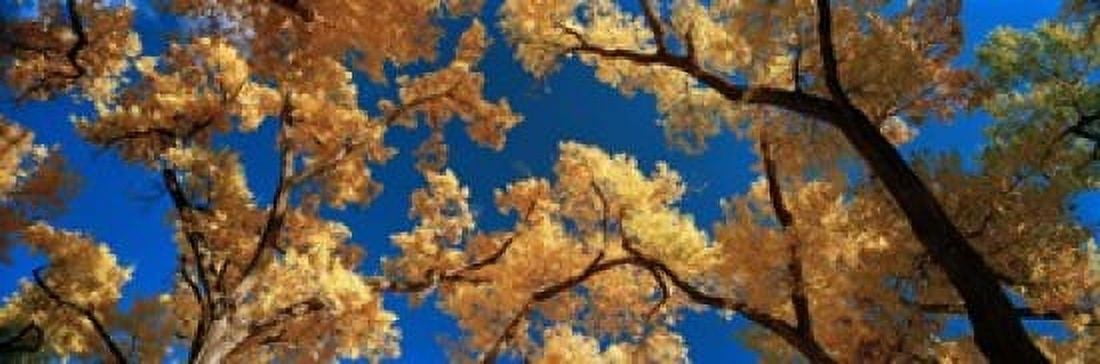 Low angle view of cottonwood tree Canyon De Chelly Arizona USA Canvas Art - Panoramic Images (18 x 6)
