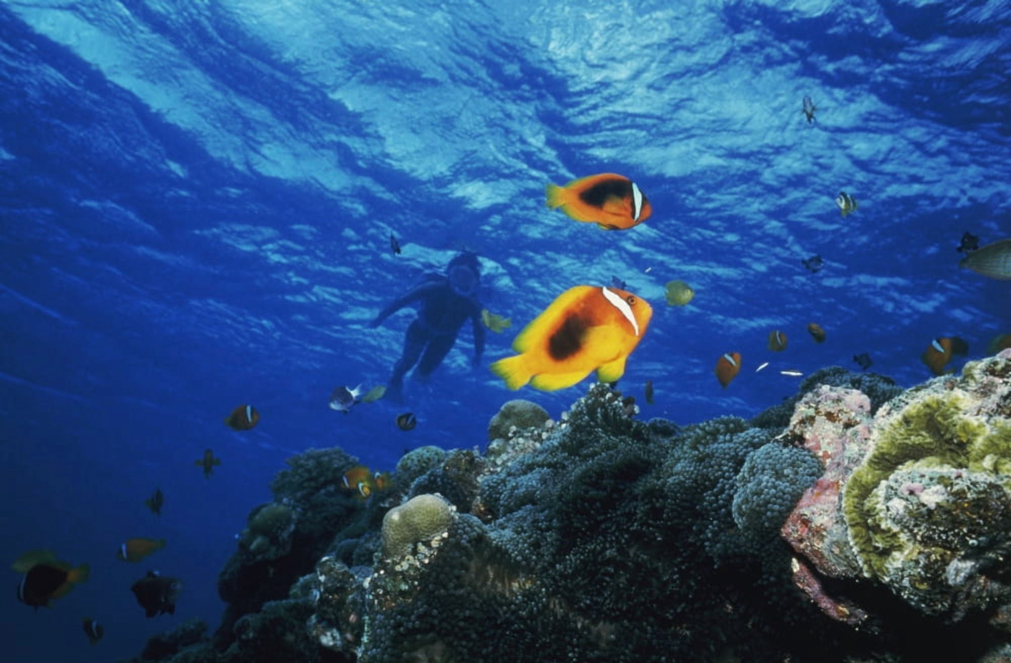 Low angle view of fish undersea Okinawa Prefecture Japan Canvas Art - Panoramic Images (24 x 36)