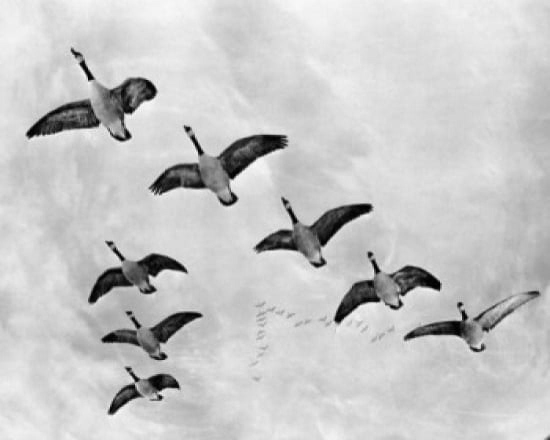 Low angle view of flock of birds flying in the sky Canvas Art - (24 x 36)