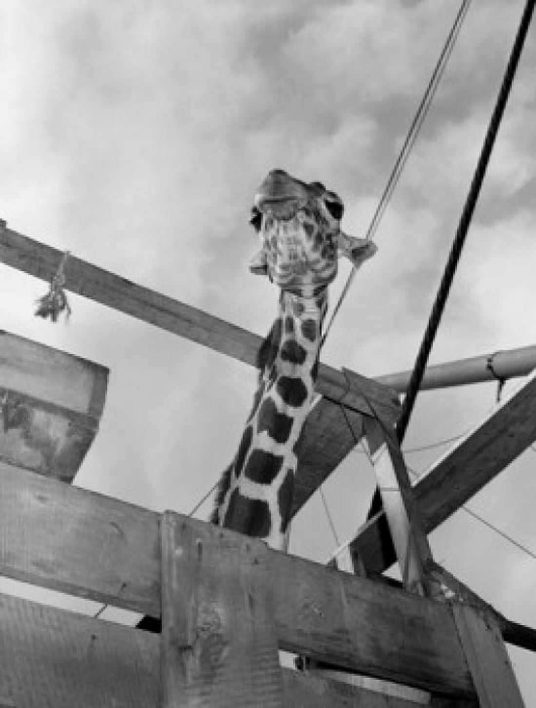 Low angle view of giraffe in enclosure Canvas Art - (24 x 36)