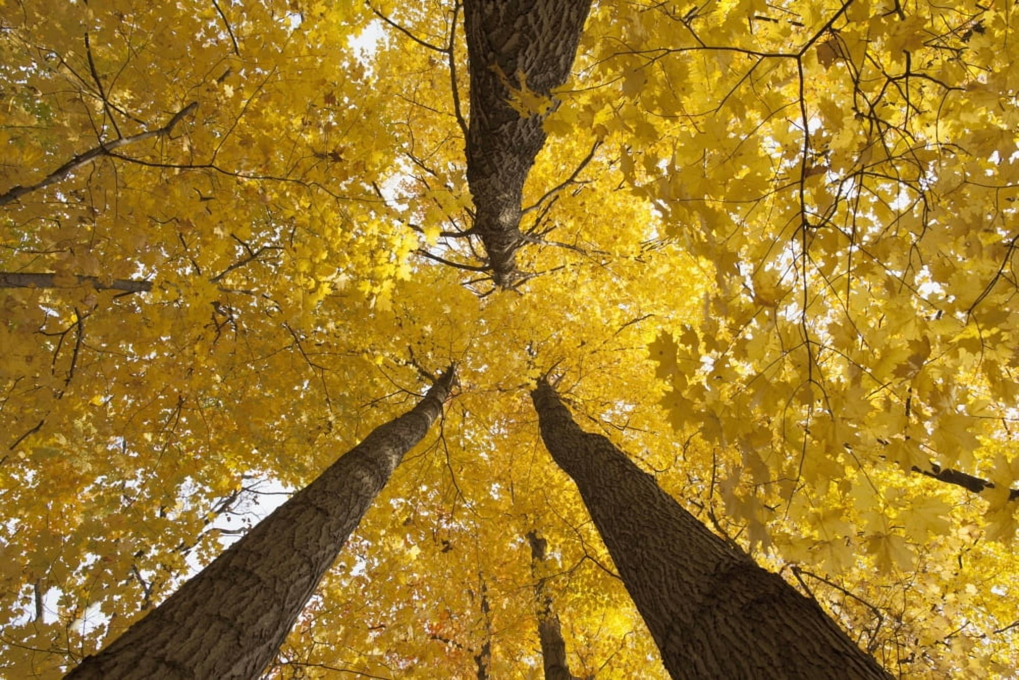 Low angle view of golden leaves on a tree in autumn Brampton Ontario Canada Canvas Art - Ron Bouwhuis Design Pics (19 x 12)