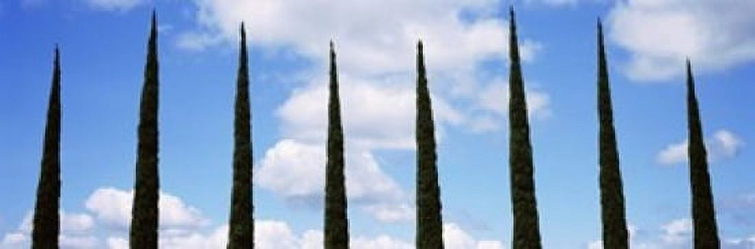 Low angle view of leafless palm tree Maui Hawaii USA Canvas Art - Panoramic Images (18 x 6)