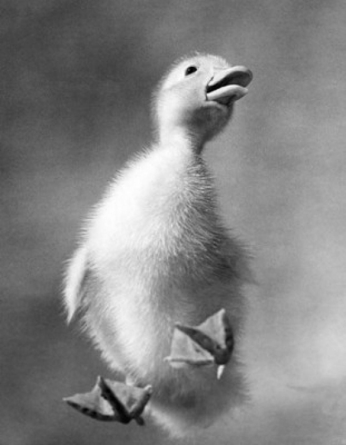 Low angle view of one day old duckling Canvas Art - (24 x 36)