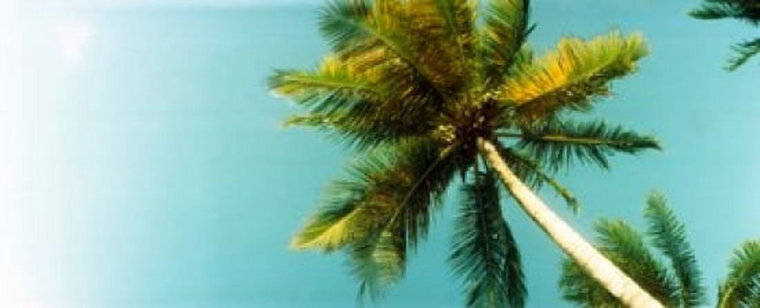 Low angle view of palm tree Morro De Sao Paulo Tinhare Cairu Bahia Brazil Canvas Art - Panoramic Images (30 x 12)