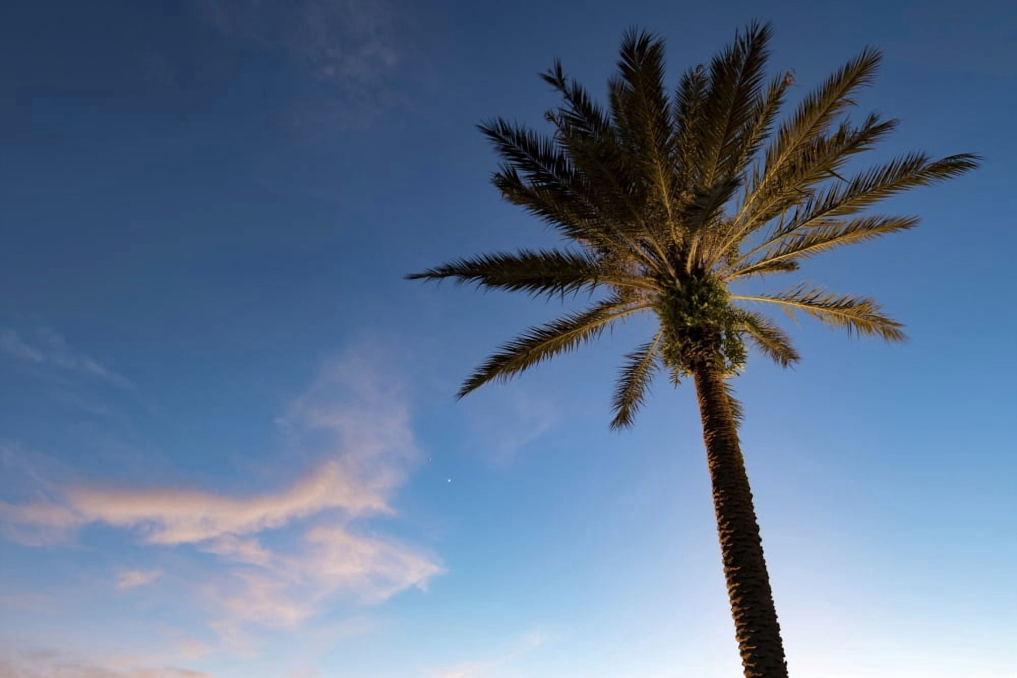 Low angle view of palm tree at sunset Sarasota Sarasota County Florida USA Canvas Art - Panoramic Images (27 x 9)