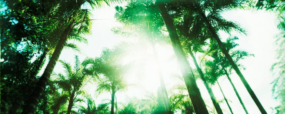 Low angle view of palm trees Arenal Region Costa Rica Canvas Art - Panoramic Images (27 x 9)
