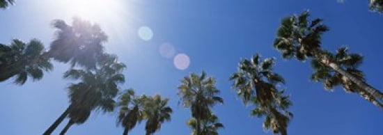 Low angle view of palm trees Downtown San Jose San Jose Santa Clara County California USA Canvas Art - Panoramic Images (36 x 13)