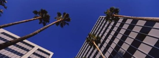 Low angle view of palm trees Downtown San Jose San Jose Silicon Valley Santa Clara County California USA Canvas Art - Panoramic Images (36 x 13)