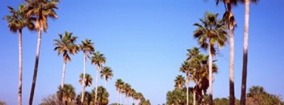 Low angle view of palm trees Fort De Soto Par Gulf Coast Florida USA Canvas Art - Panoramic Images (15 x 6)