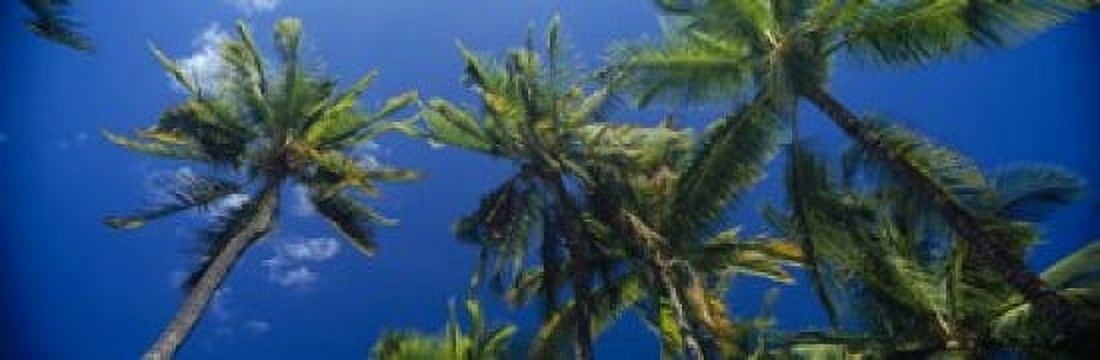 Low angle view of palm trees Maui Hawaii USA Canvas Art - Panoramic Images (18 x 6)