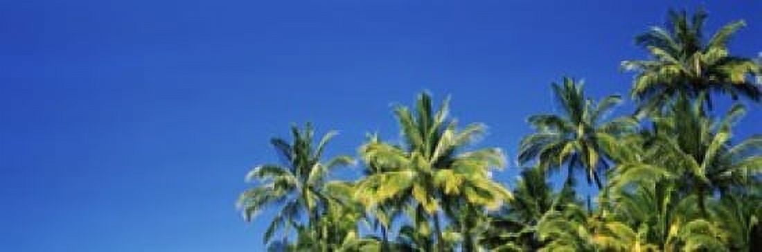 Low angle view of palm trees Maui Hawaii USA Canvas Art - Panoramic Images (36 x 12)