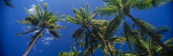 Low angle view of palm trees Maui Hawaii USA Canvas Art - Panoramic Images (36 x 12)