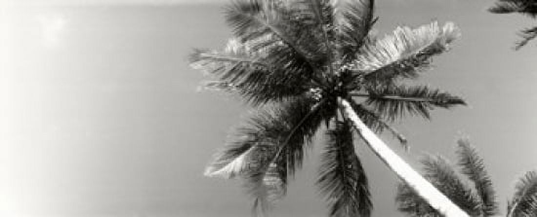 Low angle view of palm trees Morro De Sao Paulo Tinhare Cairu Bahia Brazil Canvas Art - Panoramic Images (15 x 6)