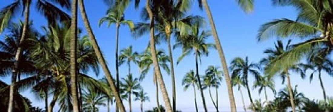 Low angle view of palm trees Oahu Hawaii USA Canvas Art - Panoramic Images (18 x 6)
