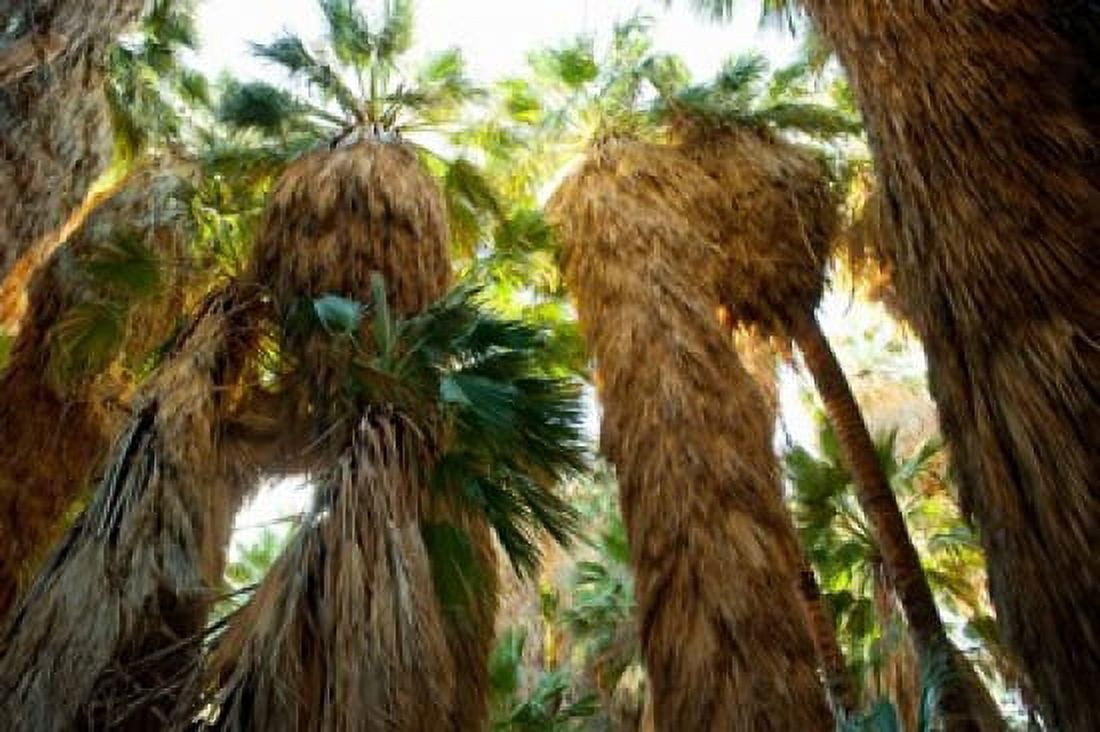 Low angle view of palm trees Palm Springs Riverside County California USA Canvas Art - Panoramic Images (36 x 24)