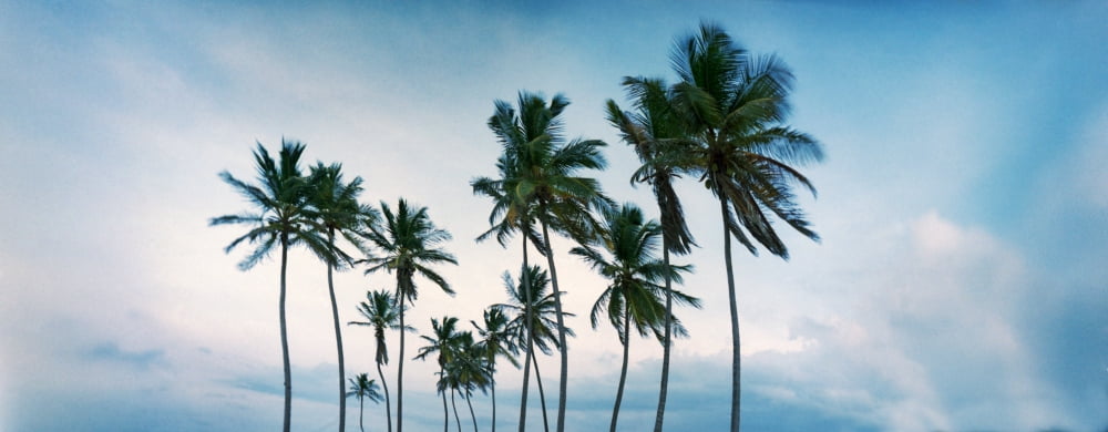 Low angle view of palm trees Santa Maria Del Mar Beach Havana Cuba Canvas Art - Panoramic Images (6 x 15)