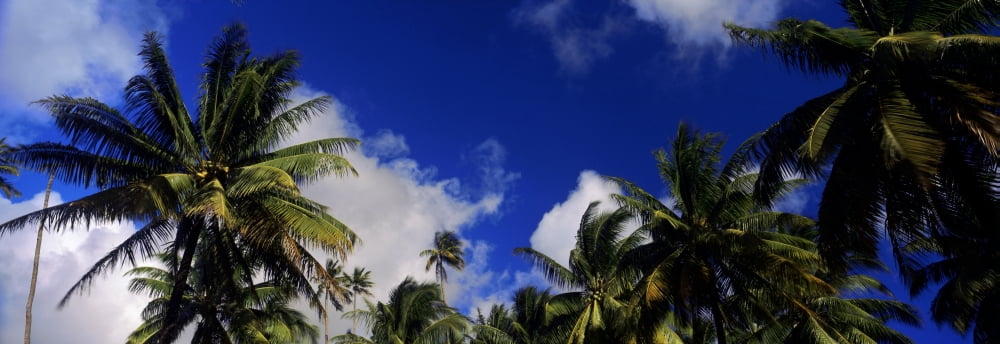 Low angle view of palm trees Tahiti French Polynesia Canvas Art - Panoramic Images (36 x 12)