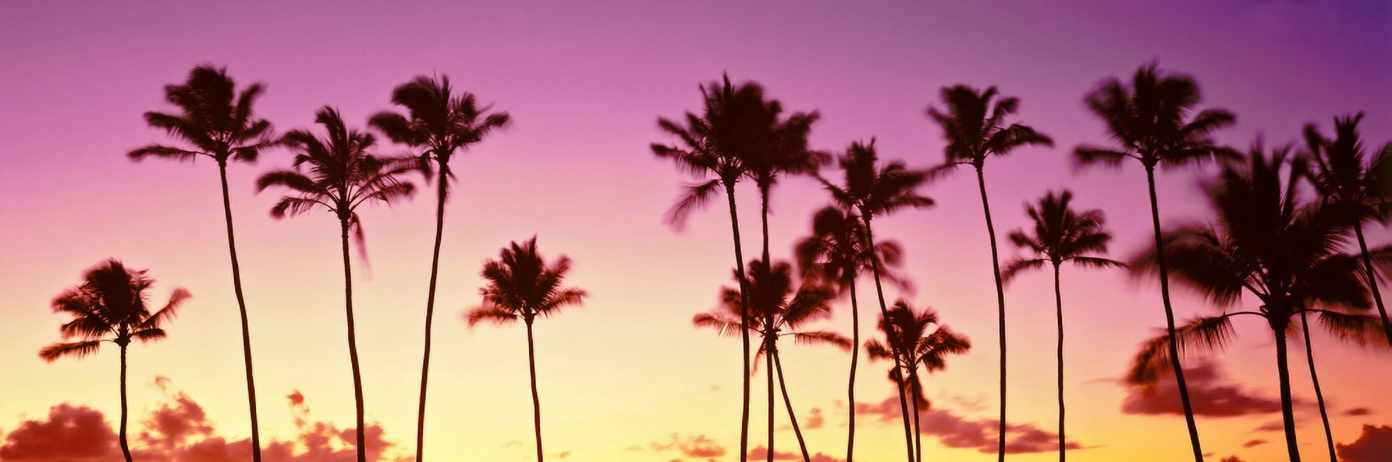 Low angle view of palm trees Waikiki Beach Honolulu Oahu Hawaii USA Canvas Art - Panoramic Images (27 x 9)