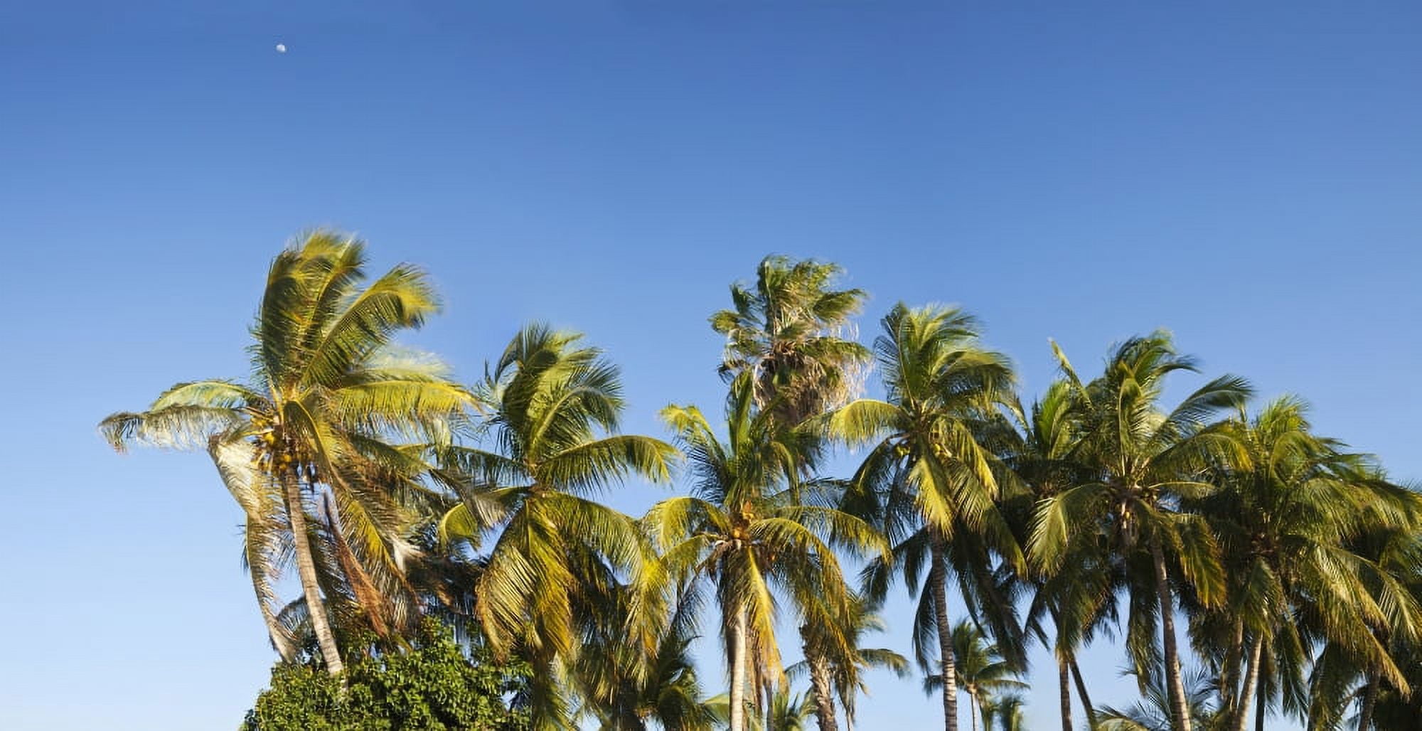 Low angle view of palm trees against clear sky La Paz Baja California Sur Mexico Canvas Art - Panoramic Images (27 x 9)
