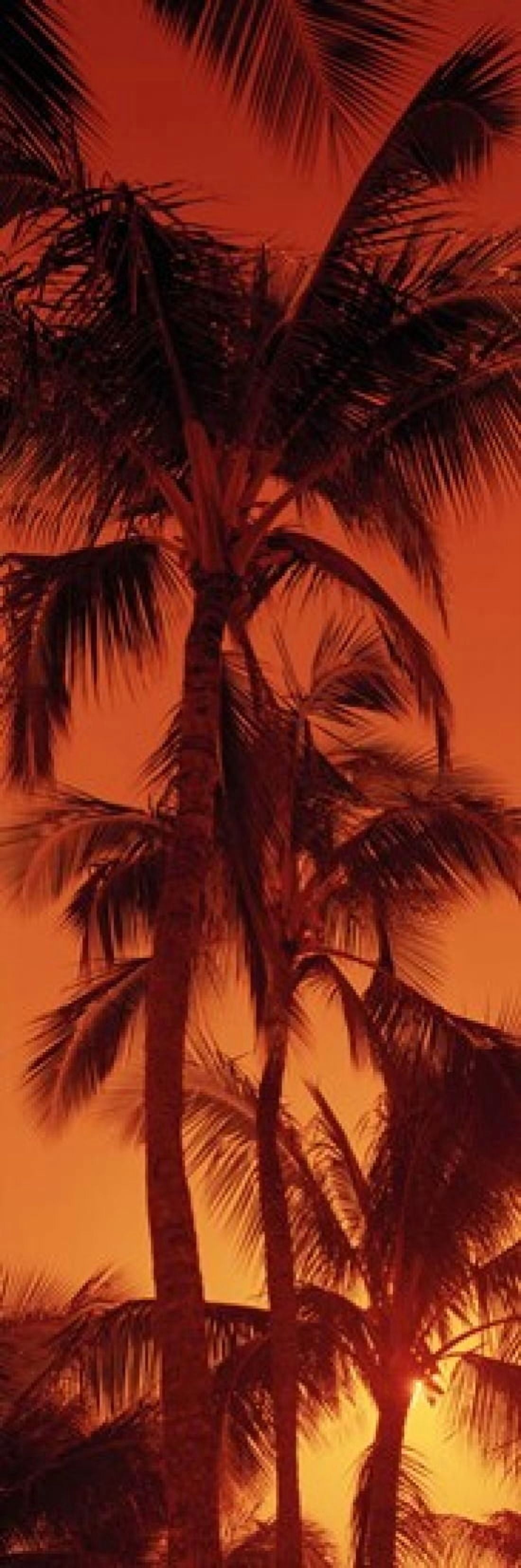 Low angle view of palm trees at dusk Kalapaki Beach Kauai Hawaii USA Canvas Art - Panoramic Images (18 x 6)